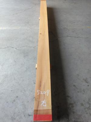 ケヤキ　TK-5209
