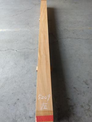 ケヤキ　TK-5209